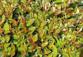 Syzygium australe 