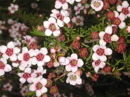 Astartea fascicularis, (winter pink)