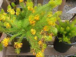 Persoonia 'Gold Lantern' 