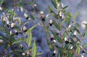 Gastrolobium sericeum 'Black'