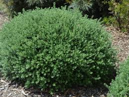 Westringia fruticosa Zena