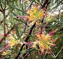 Grevillea Flora Mason