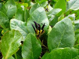 Kennedia nigricans,