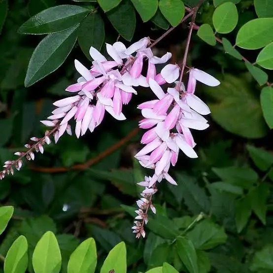 Indigofera australis