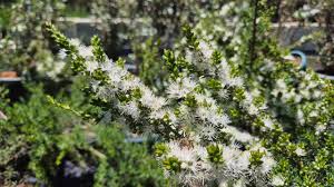 Kunzea ambigua 'Prostrate'