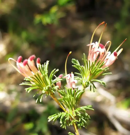 Adenanthos meisneri