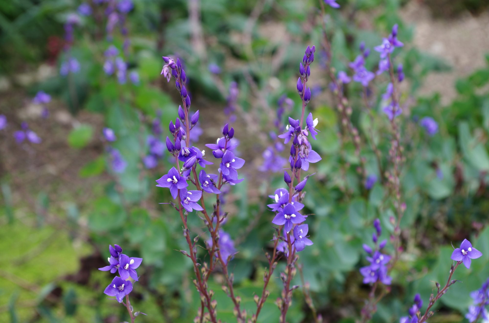 Veronica perfoliata 