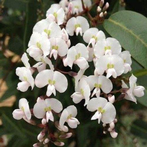 Hardenbergia violacea Alba