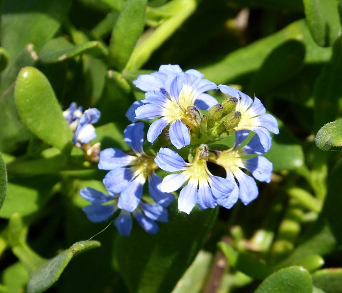 Scaevola calendulacea,