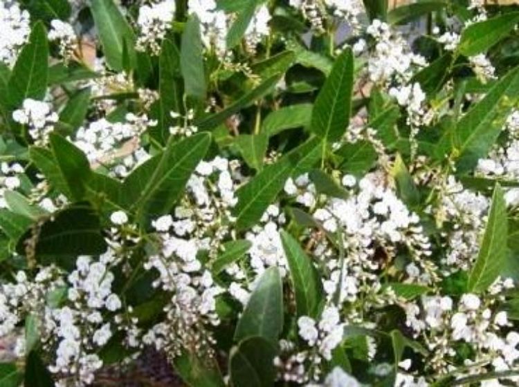 Hardenbergia violacea Alba