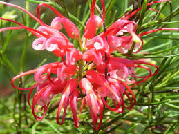 Grevillea 'Seaview'