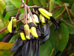 Kennedia nigricans,