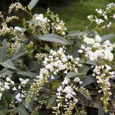 Hardenbergia violacea Alba