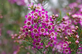 Chamelaucium floriferum
