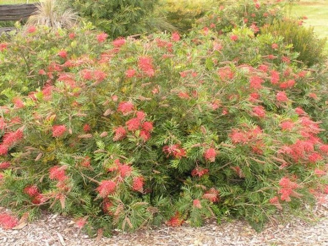 Grevillea 'Robyn Gordon'