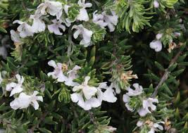 Westringia fruticosa Prostrate