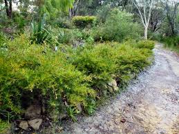 Leptospermum petersonii dwarf