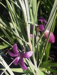 Eremophila oppositifolia Midnight