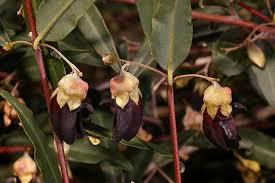 Gastrolobium sericeum 'Black'