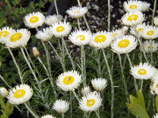 Chrysocephalum baxteri