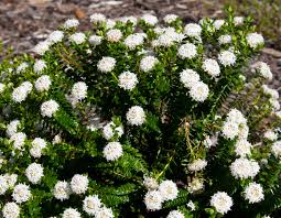White Pimelea