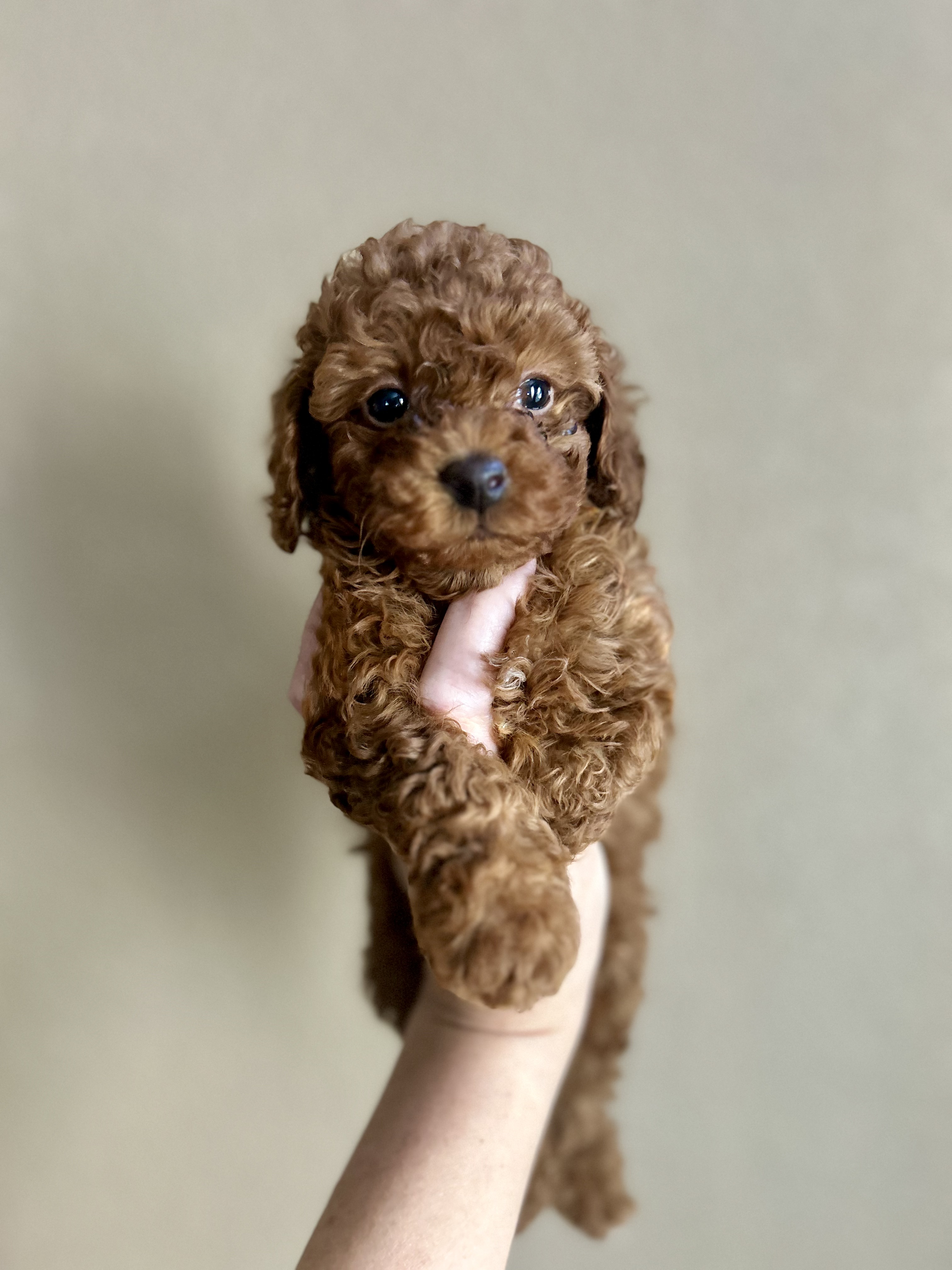 Tiny Toy Poodle Girl