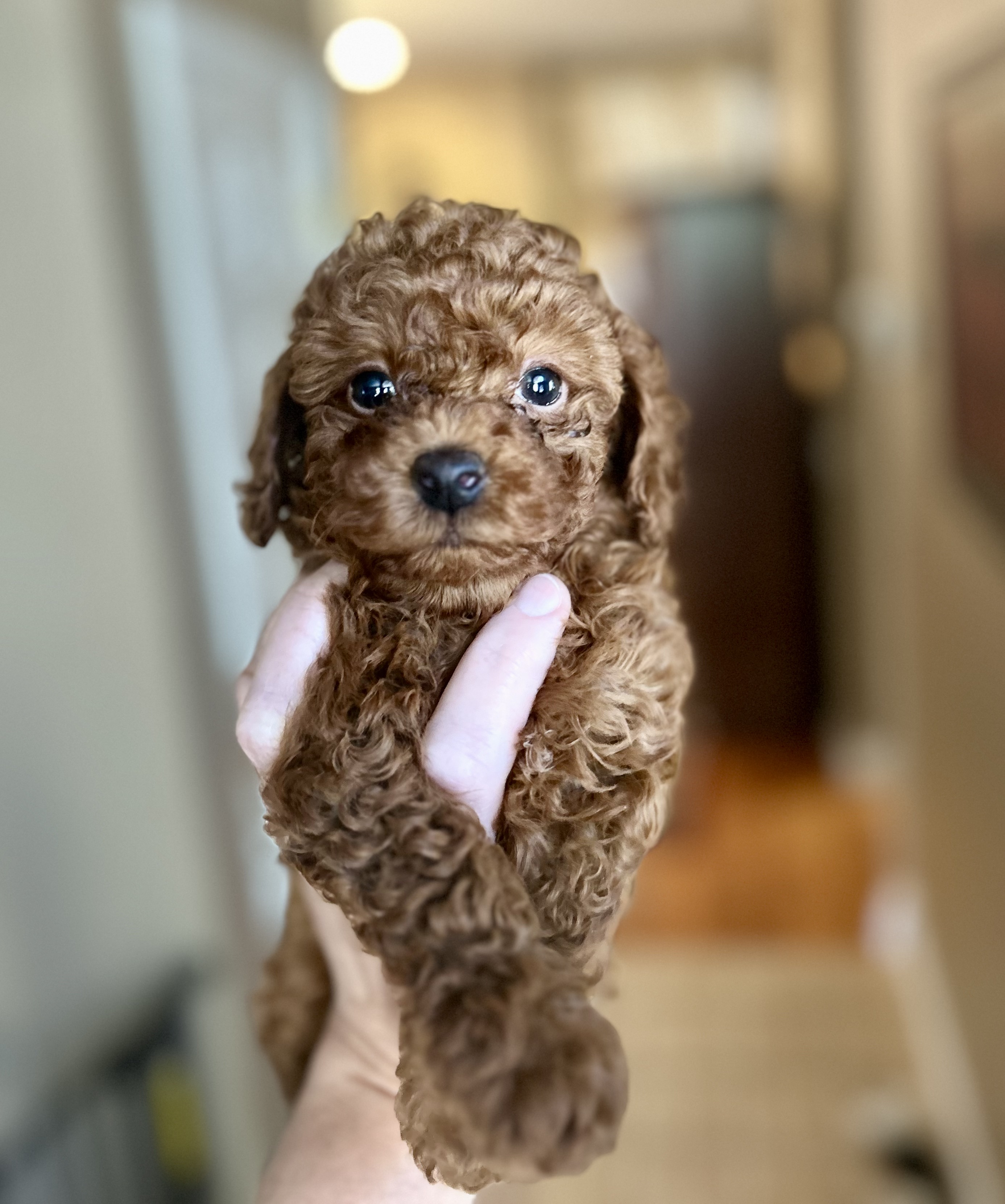 Tiny Toy Poodle Girl