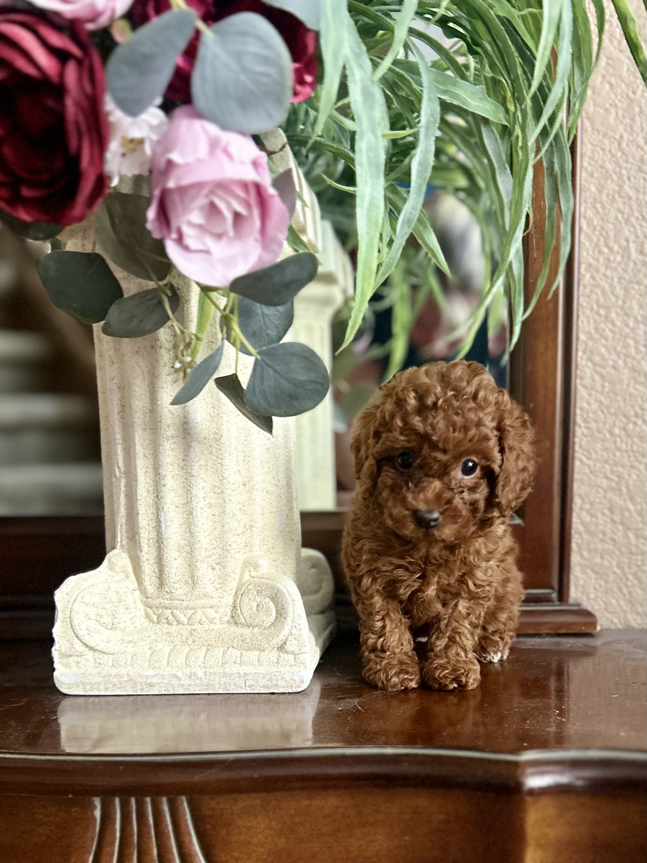 Tiny Toy Poodle Girl