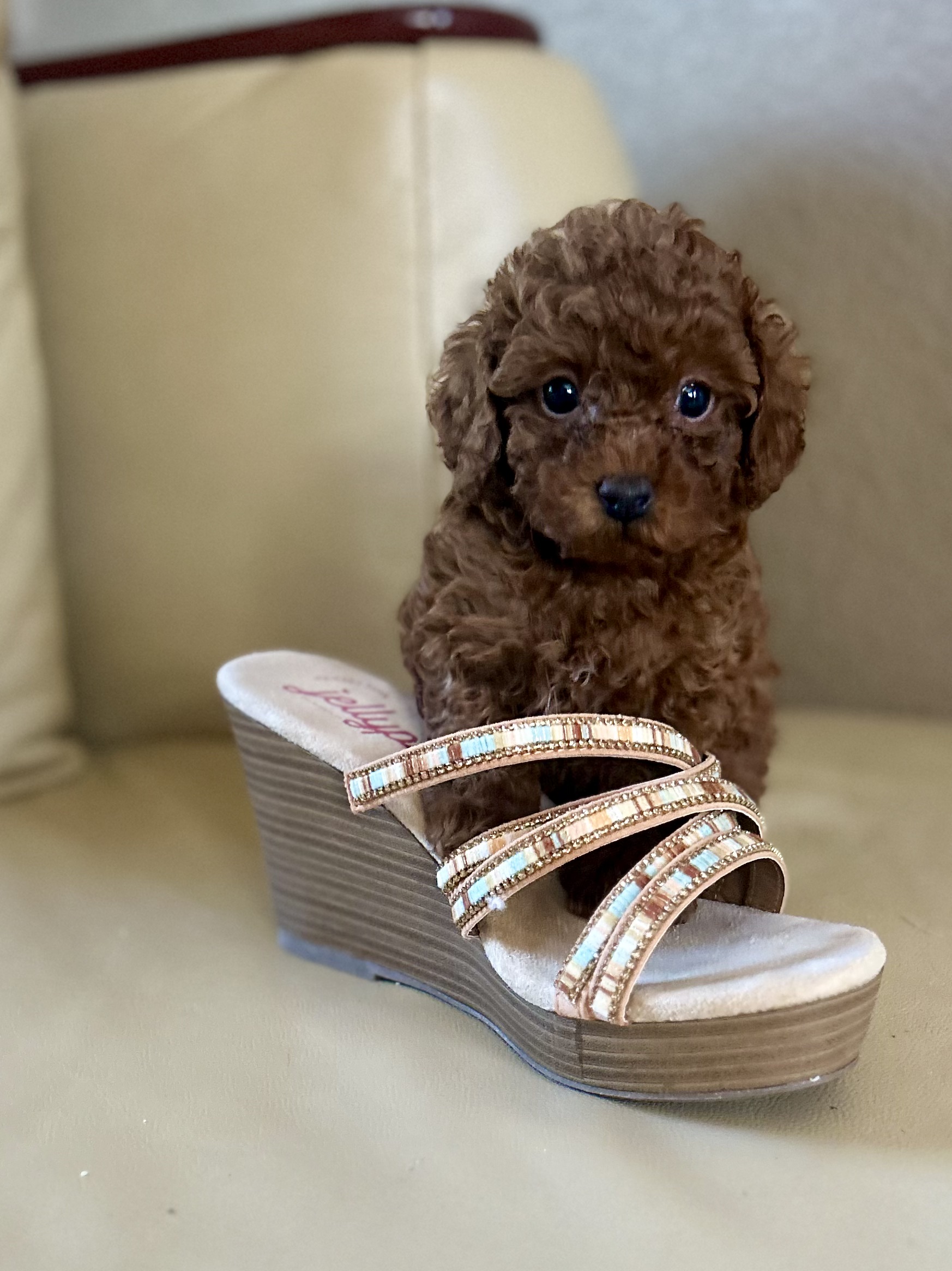 Tiny Toy Poodle Girl