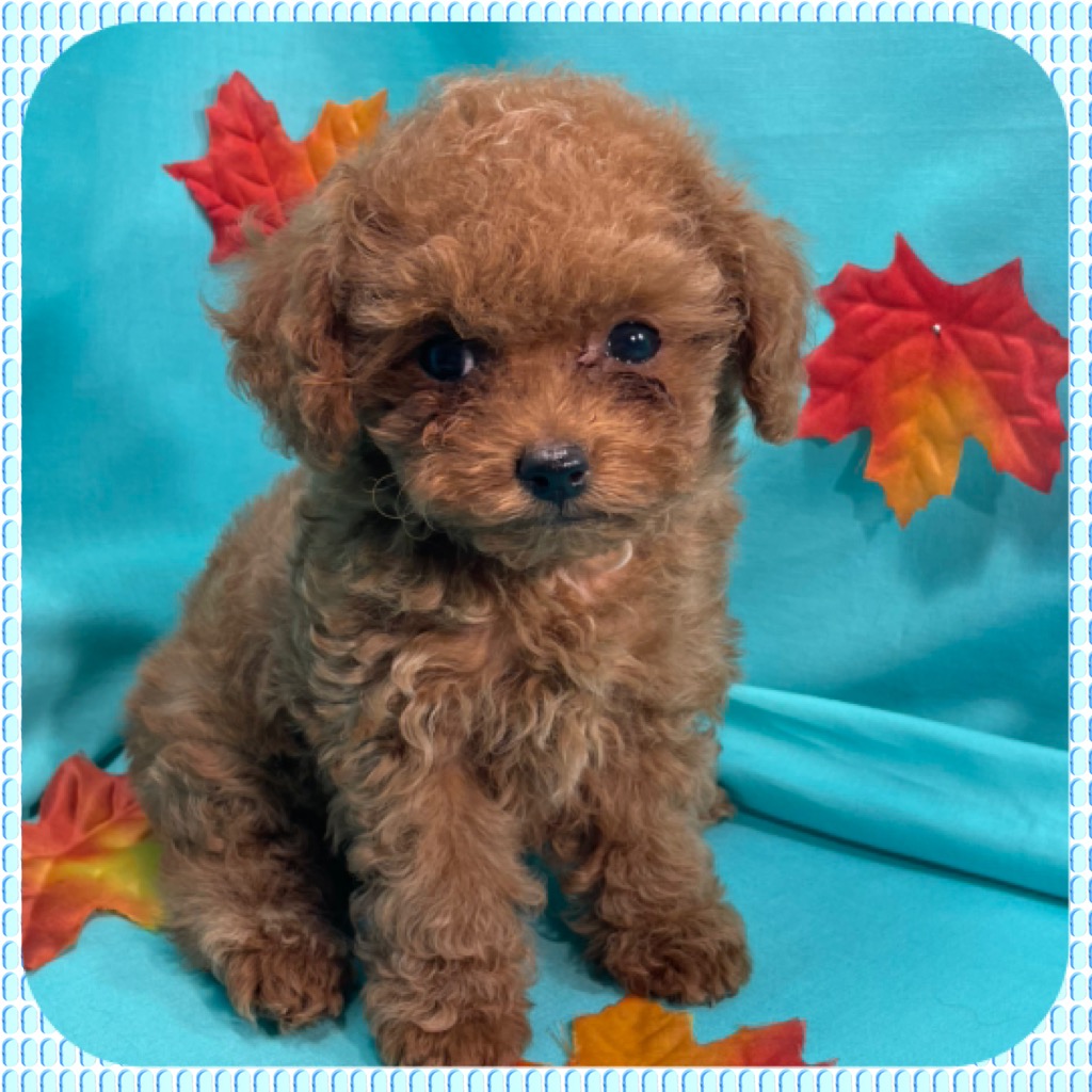 Teacup Female