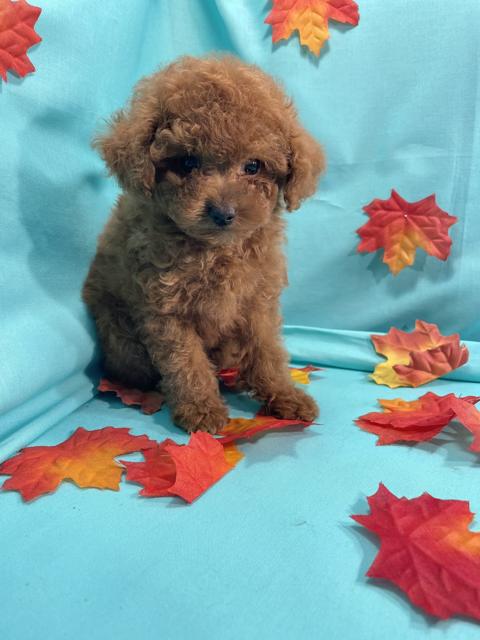 Teacup Toy Poodle Male
