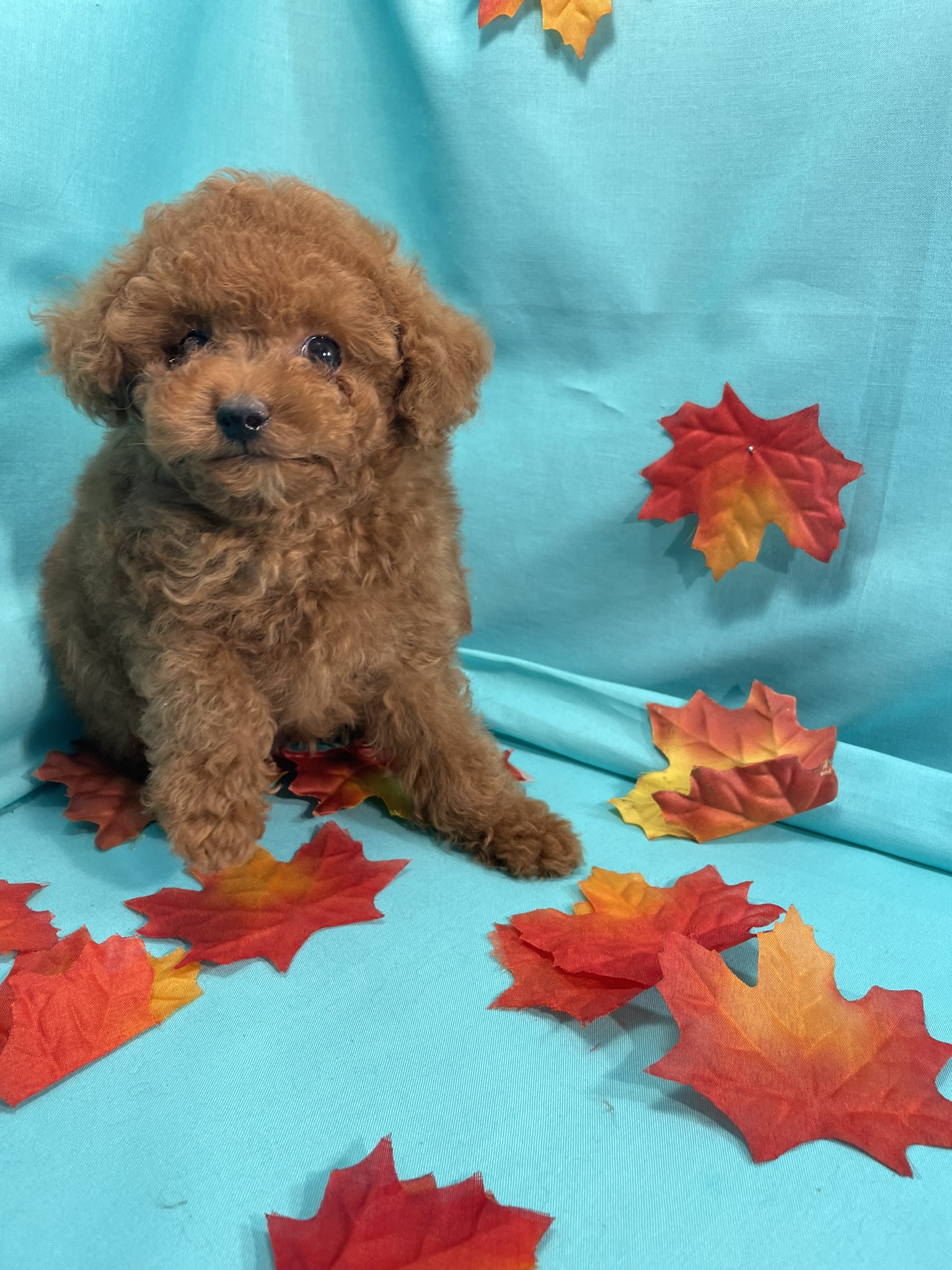 Teacup Toy Poodle Male