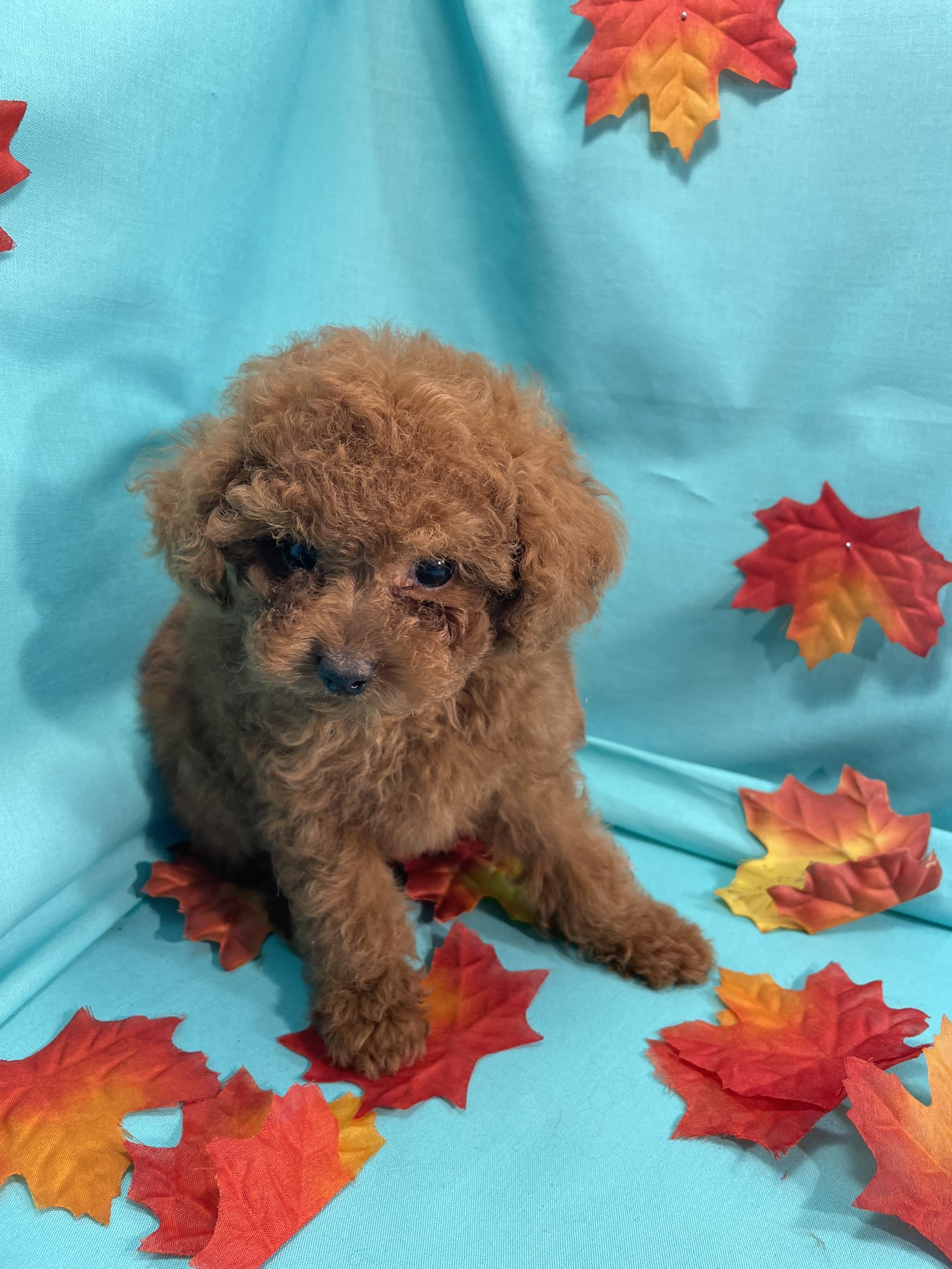 Teacup Toy Poodle Male