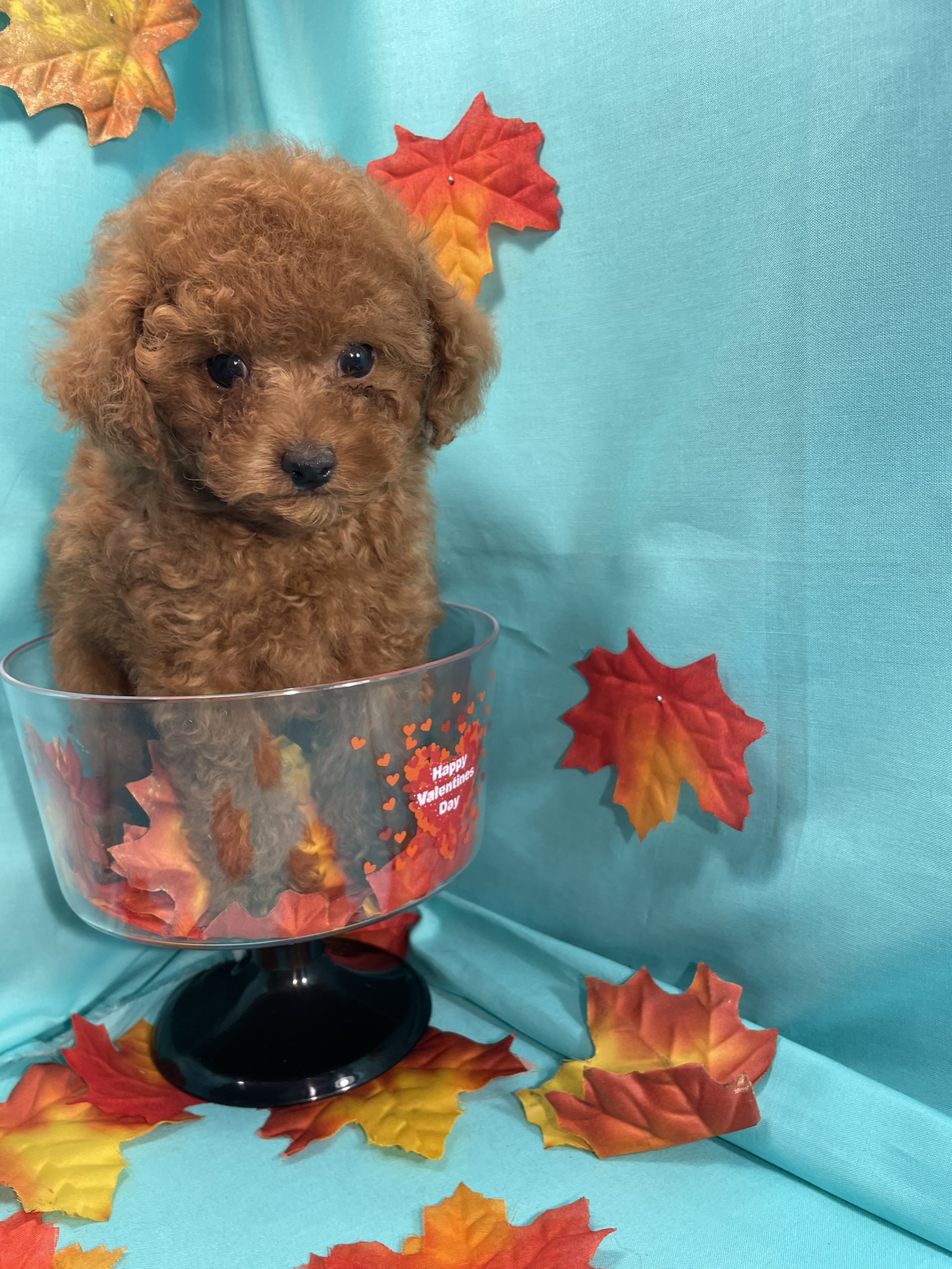 Teacup Toy Poodle Male
