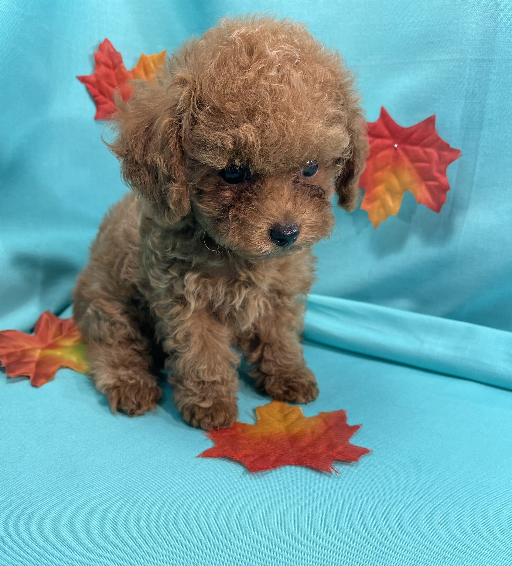 Teacup Female
