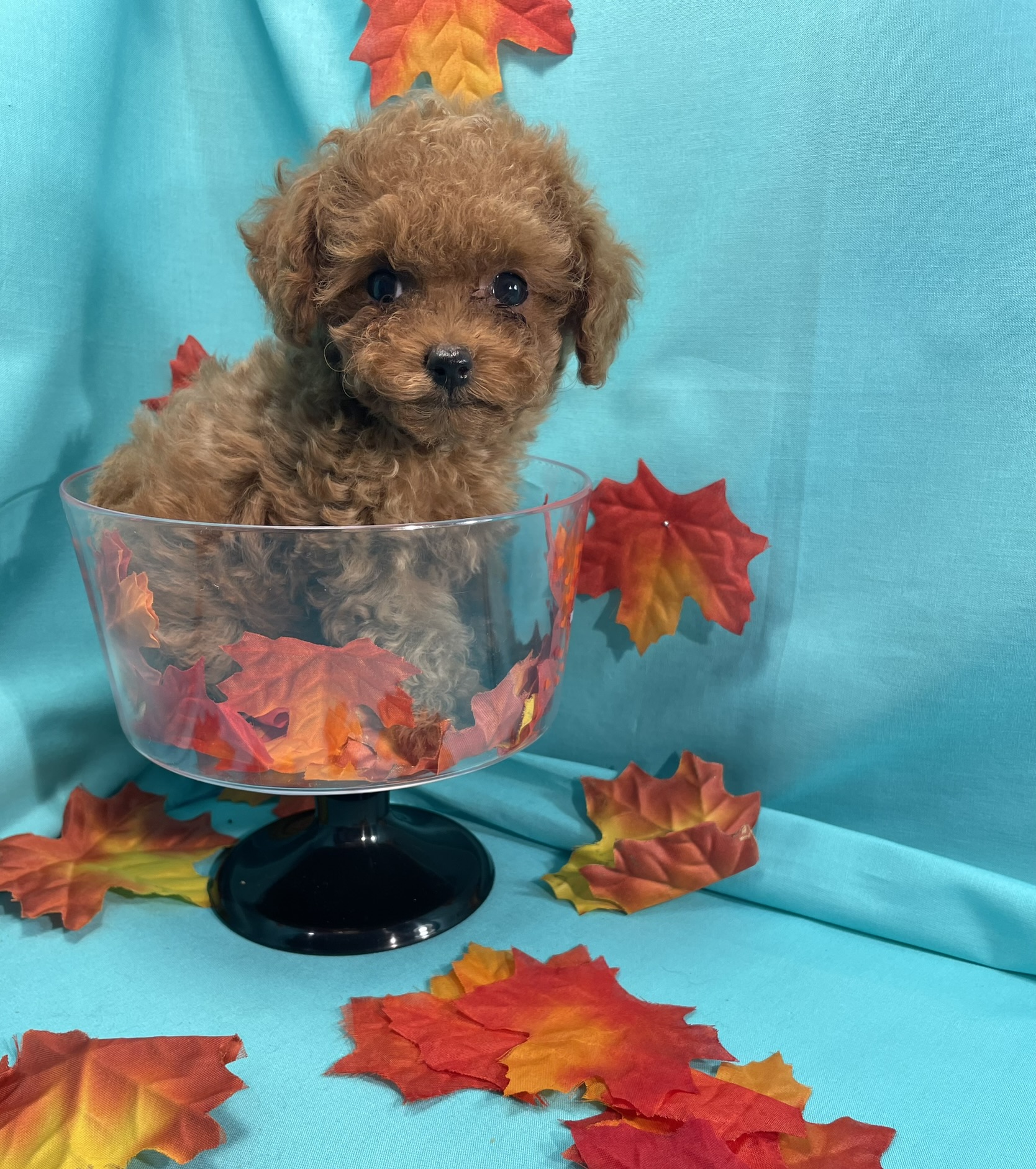 Teacup Female