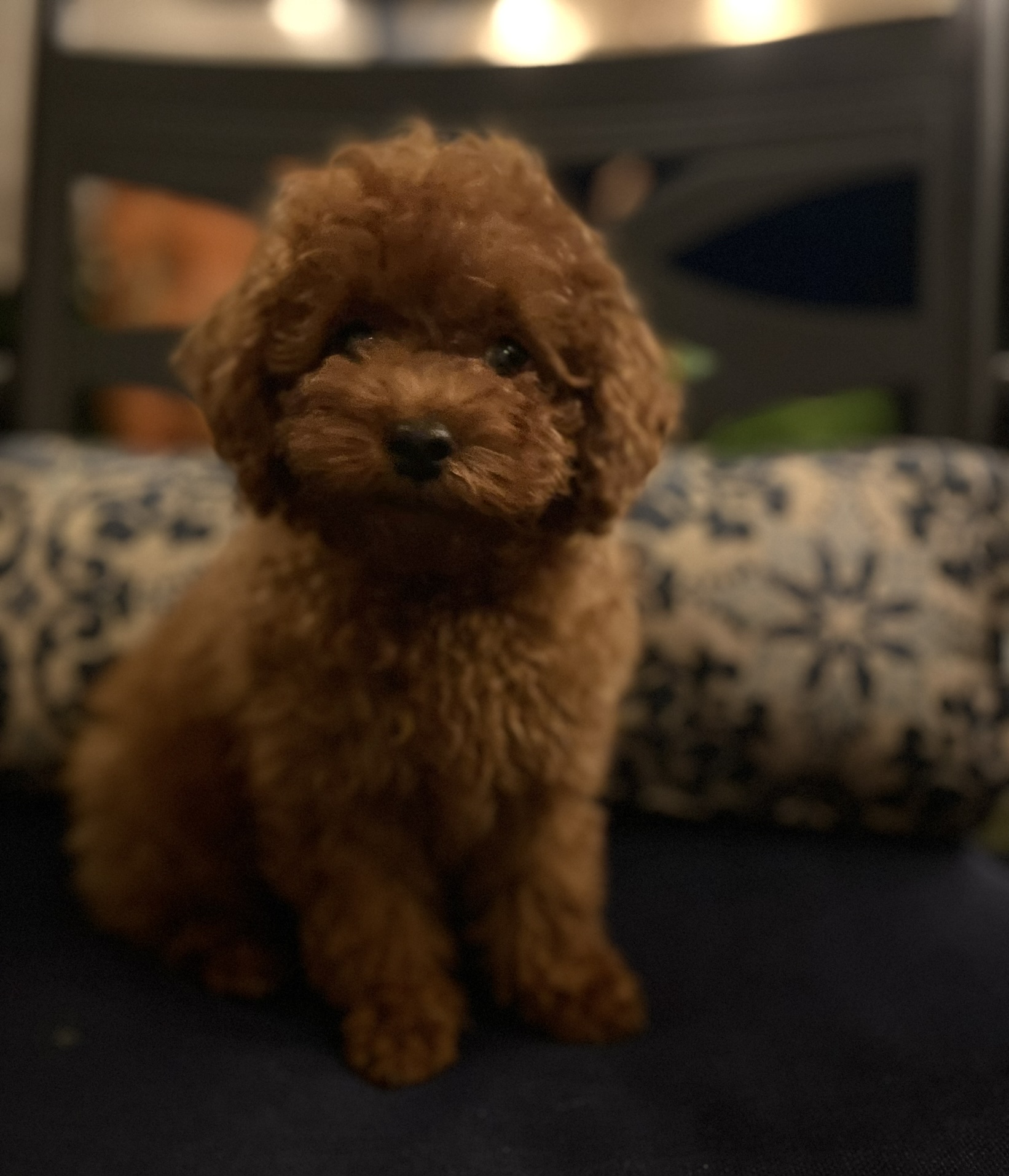 Tiny Toy Male Poodle Puppy
