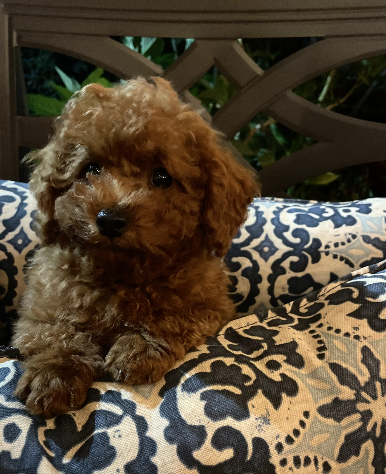 Tiny Toy Male Poodle Puppy