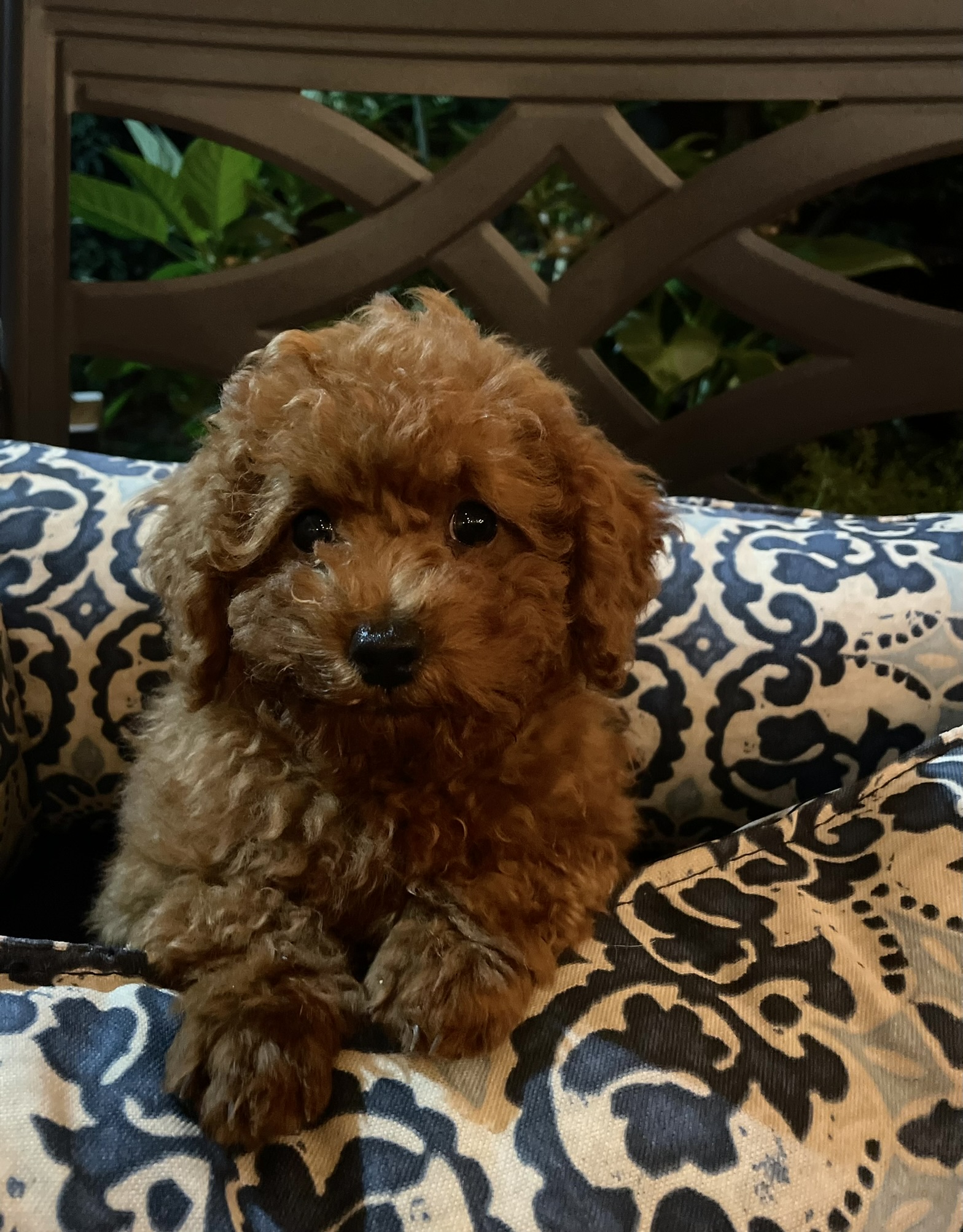 Tiny Toy Male Poodle Puppy
