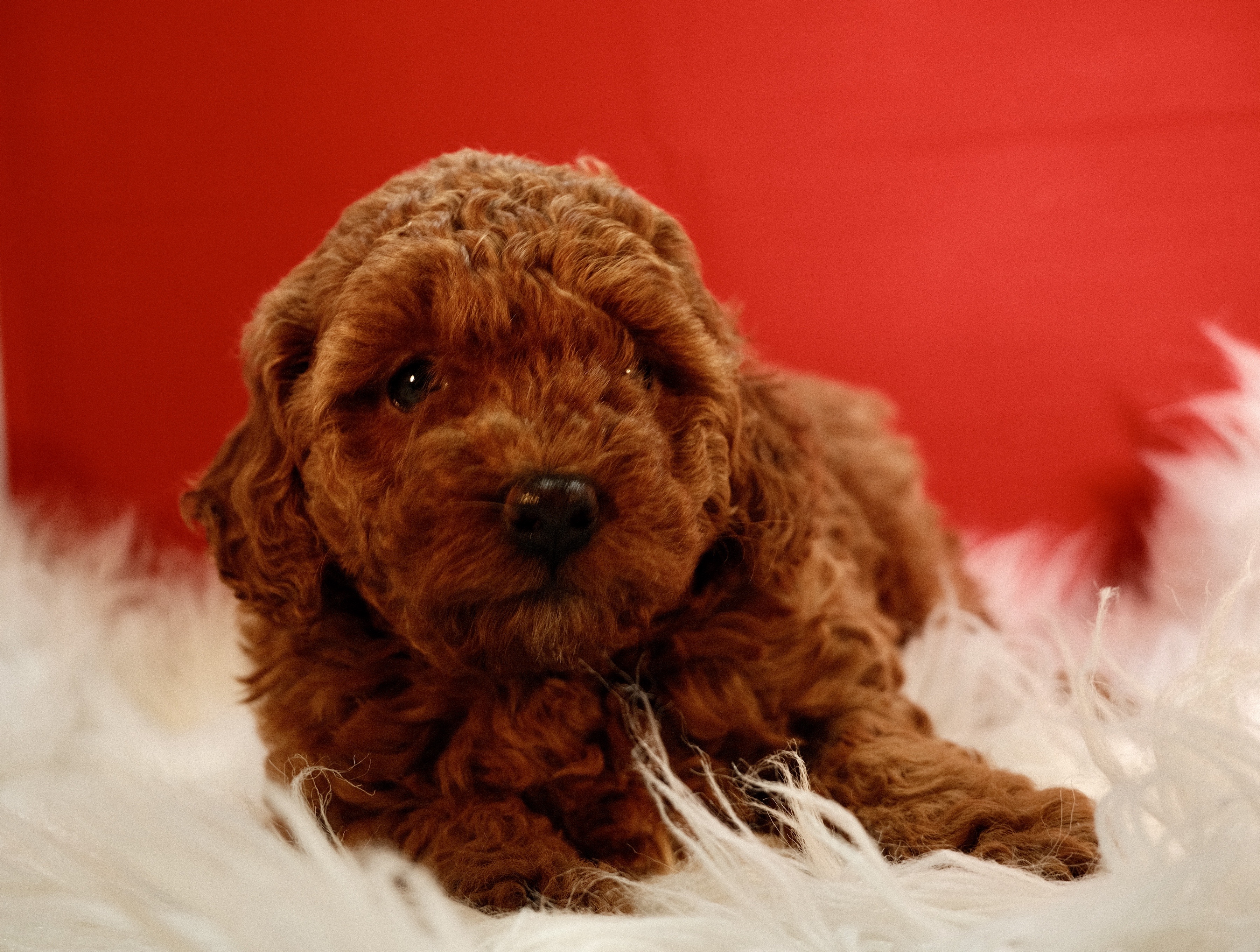 TOY POODLE GIRL