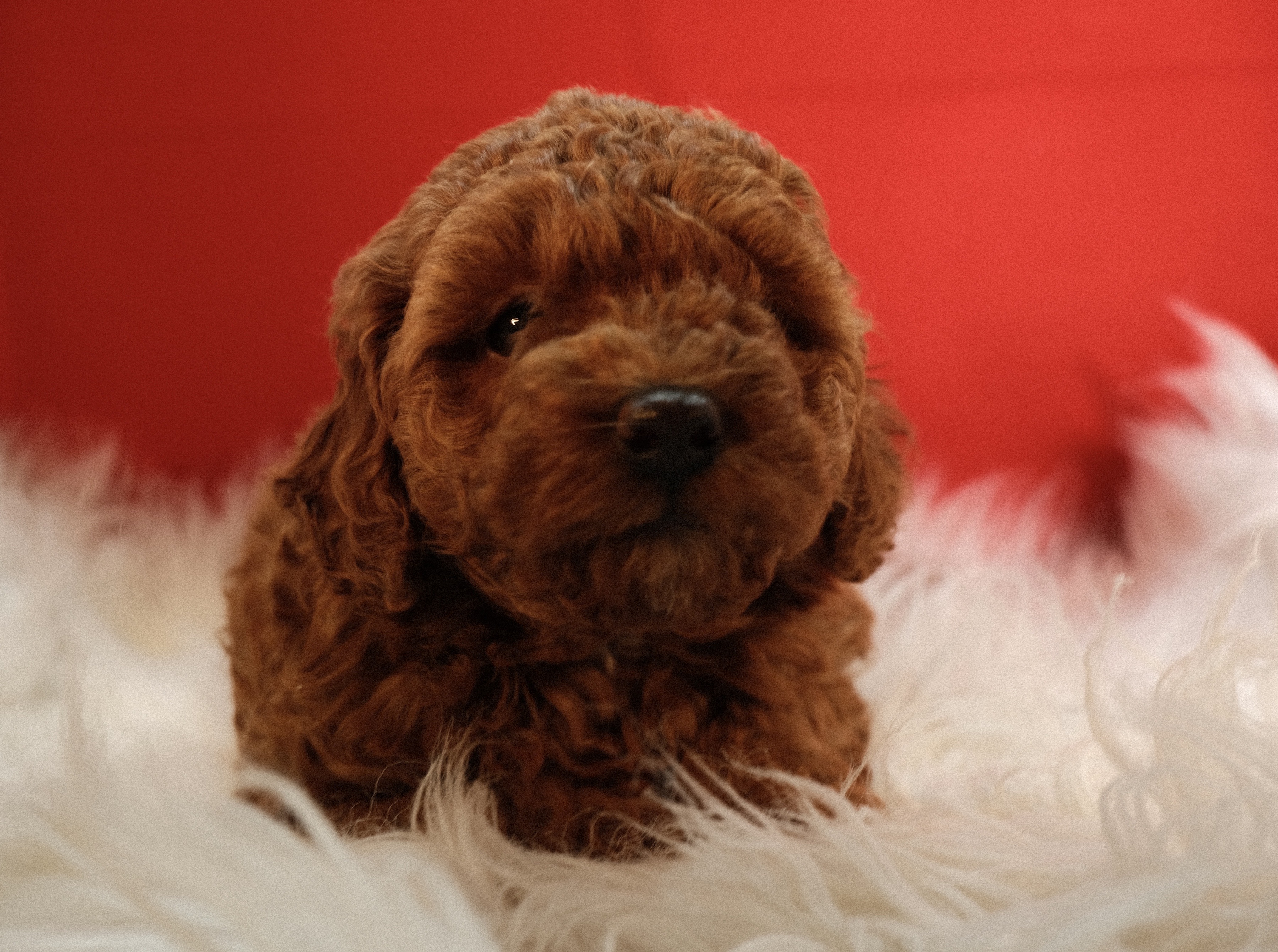 TOY POODLE GIRL