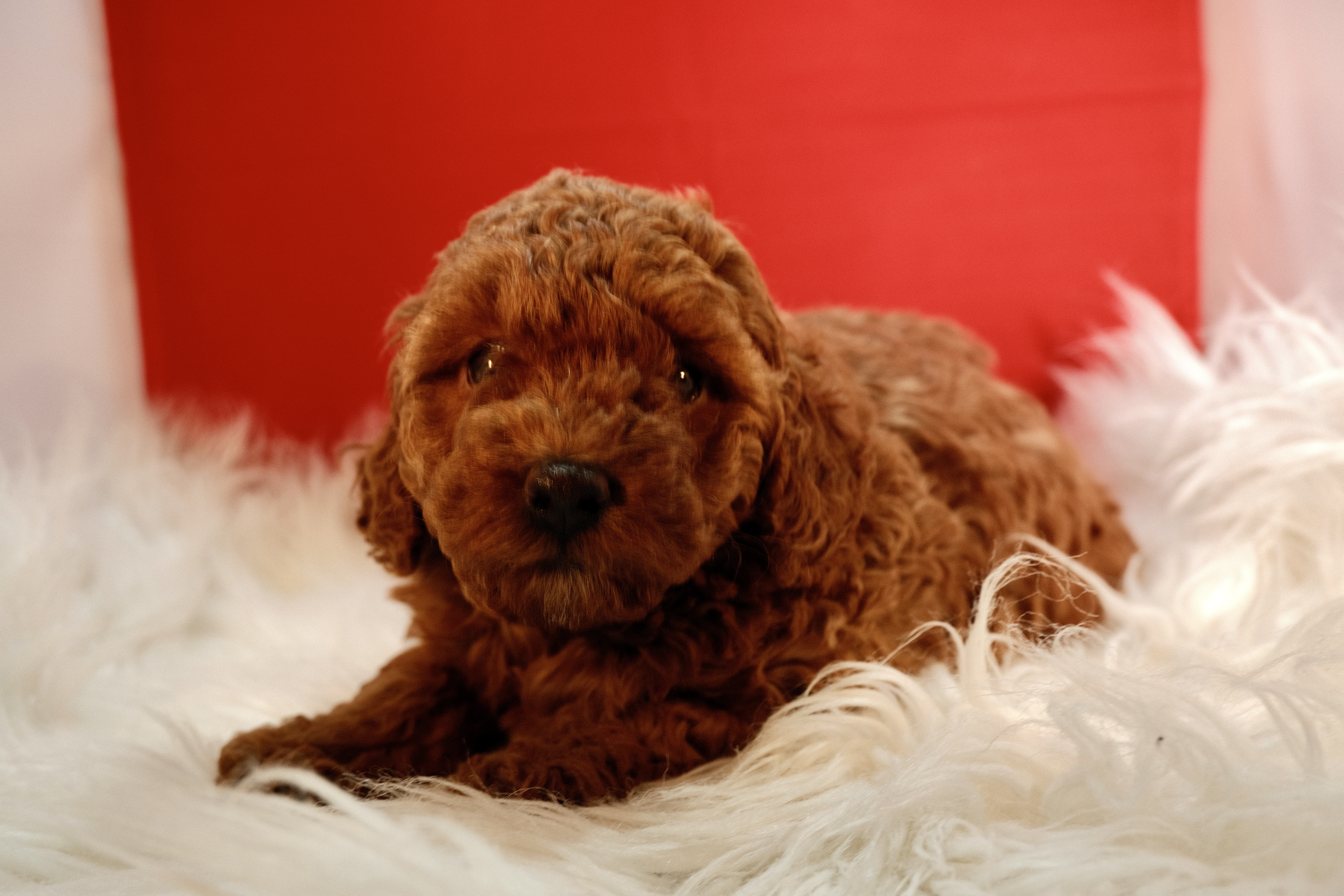 TOY POODLE GIRL