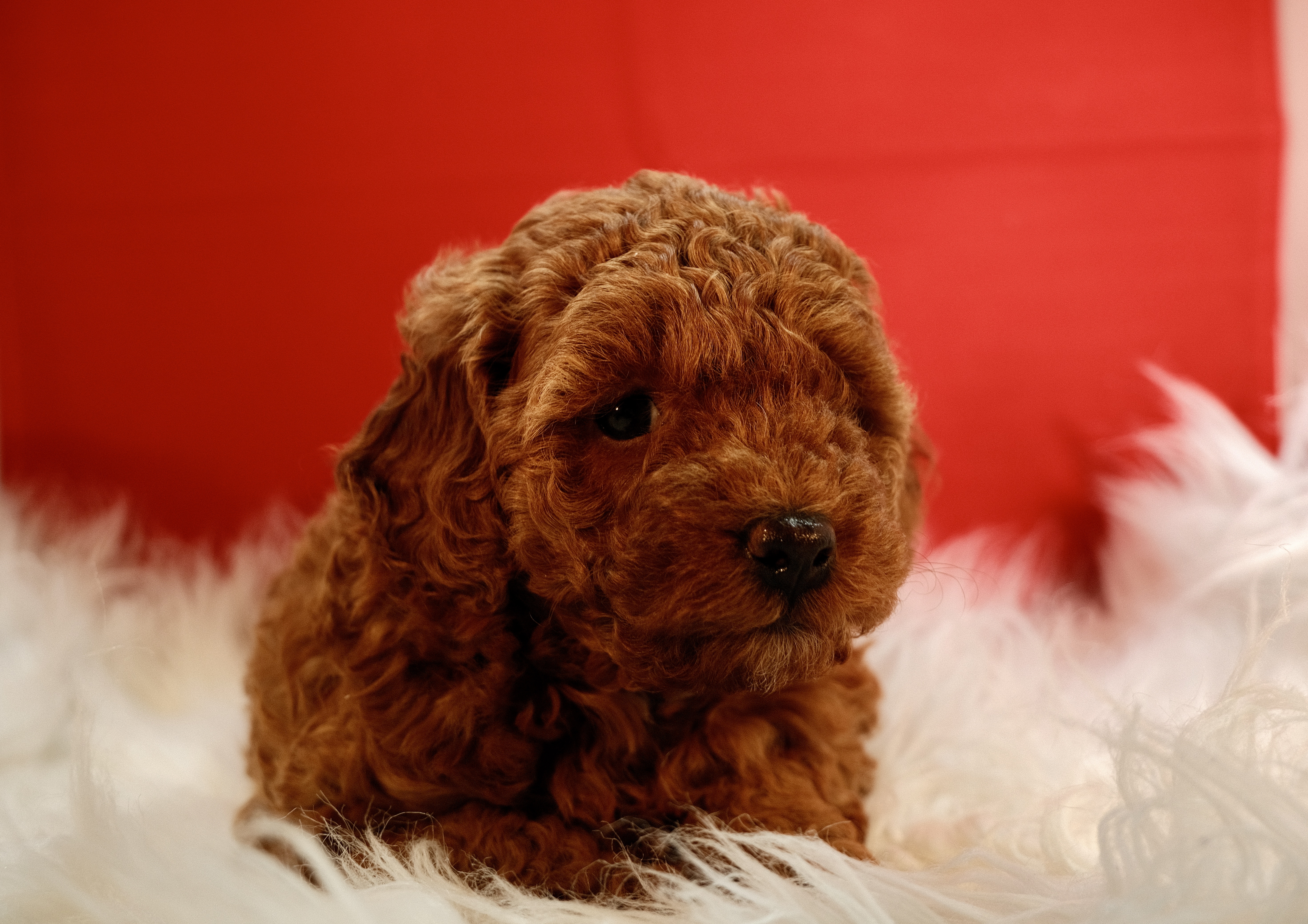 TOY POODLE GIRL