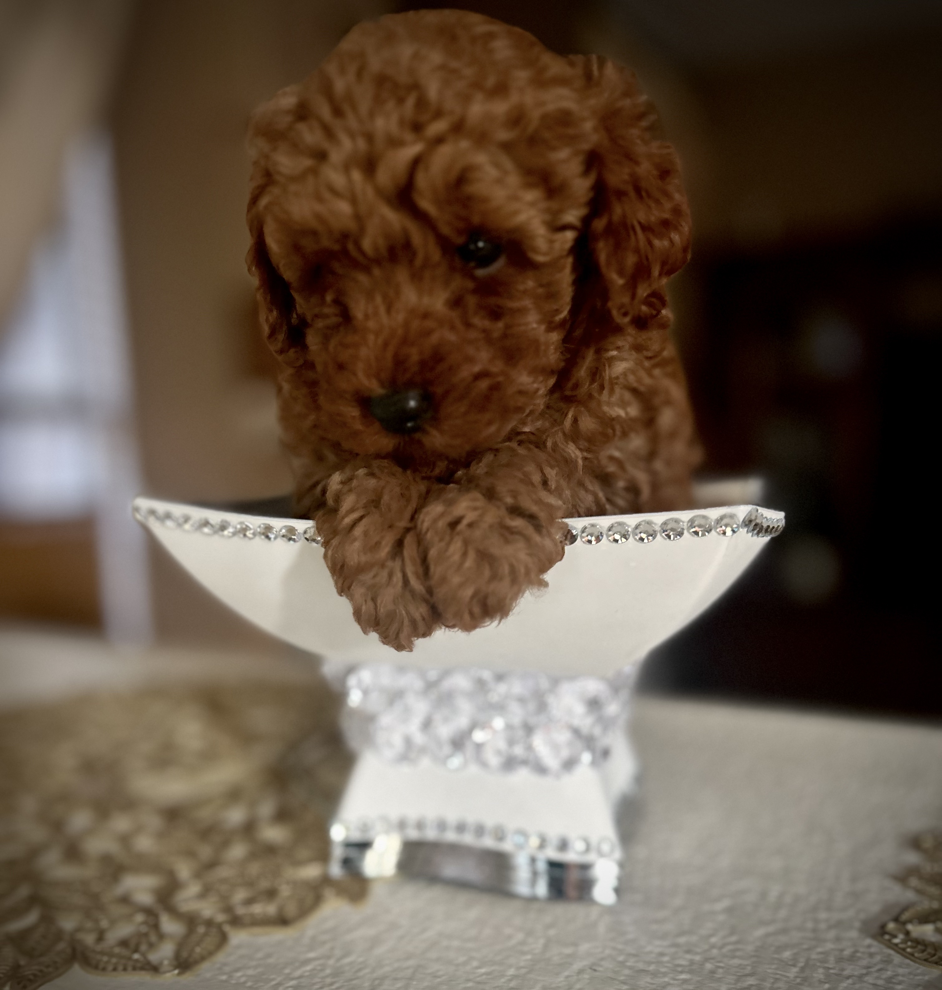 Tiny Toy Male