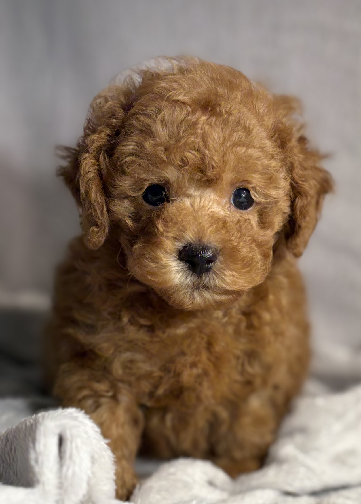 Louie Tcup Tiny Toy Poodle