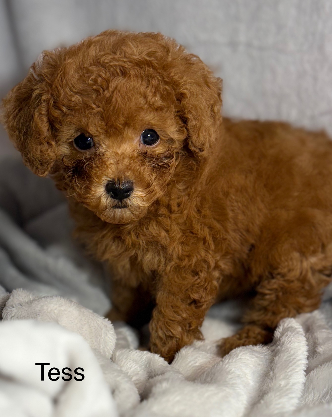 Tess Tcup Tiny Toy Poodle. 