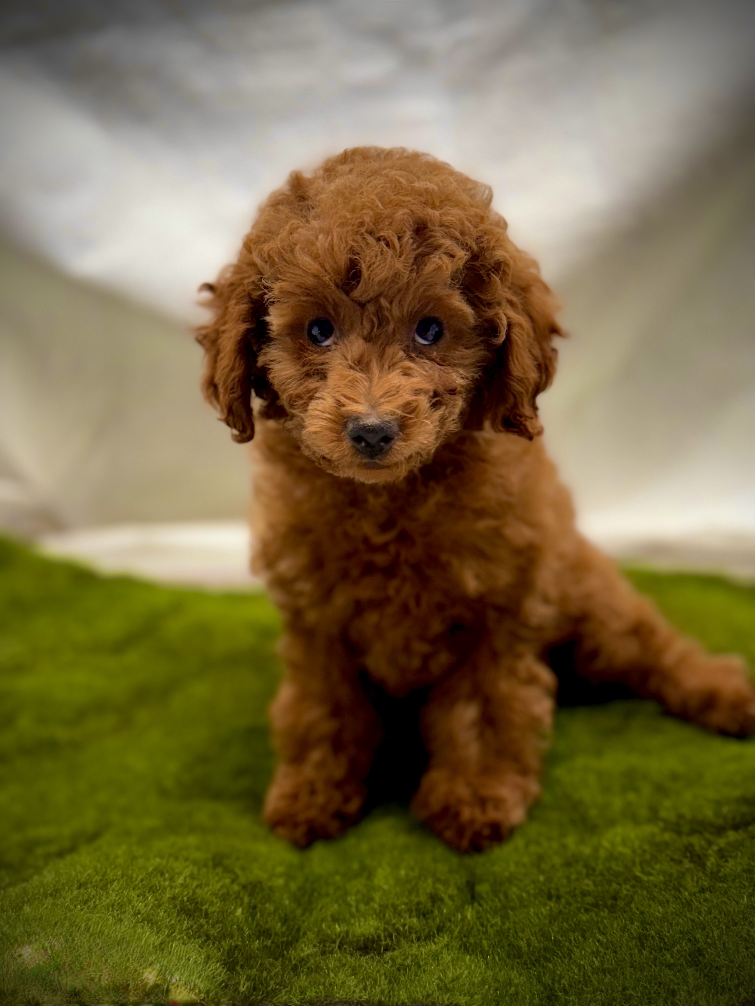 Female Red Toy Poodle Puppy