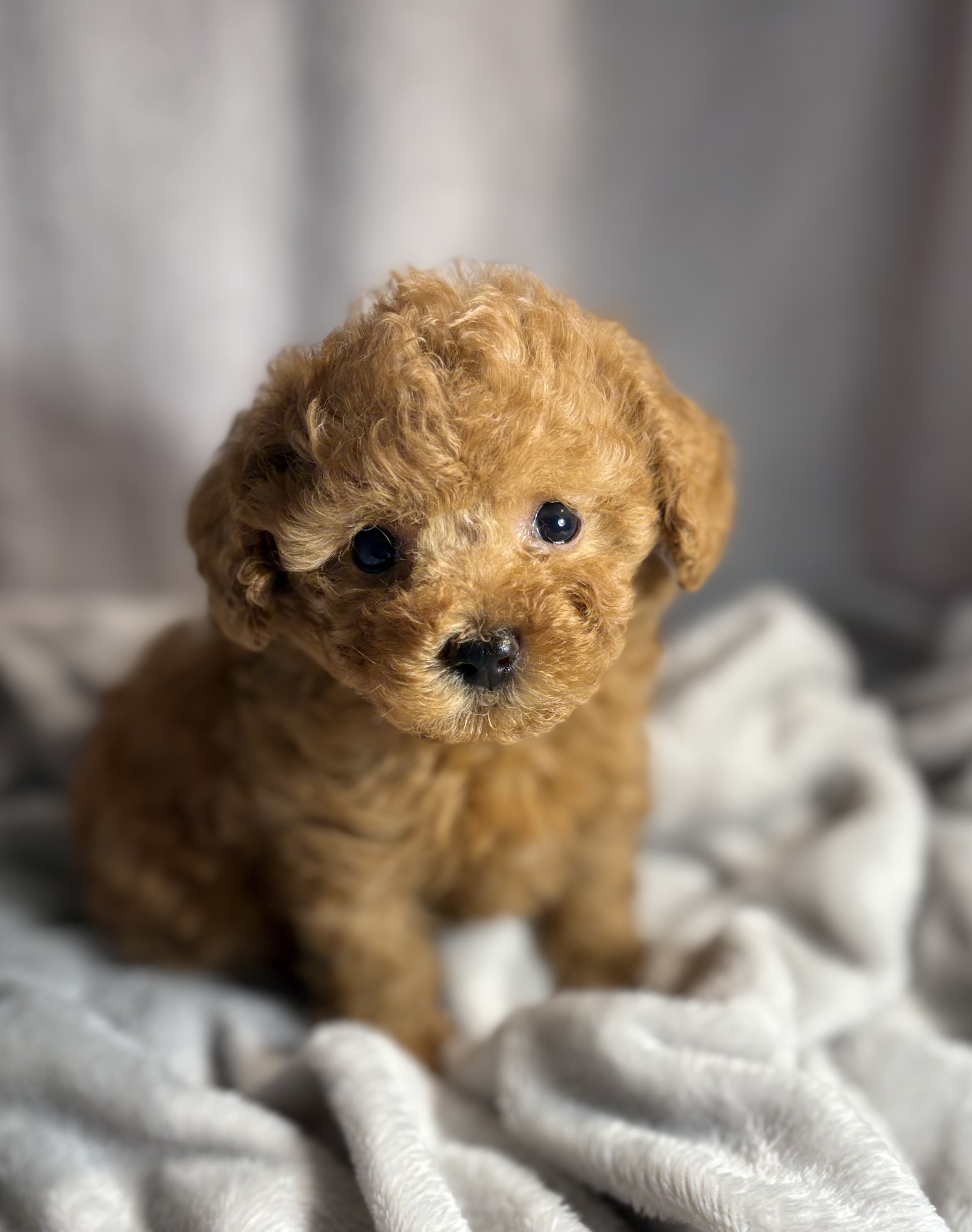 Theo Tcup Tiny Toy Poodle