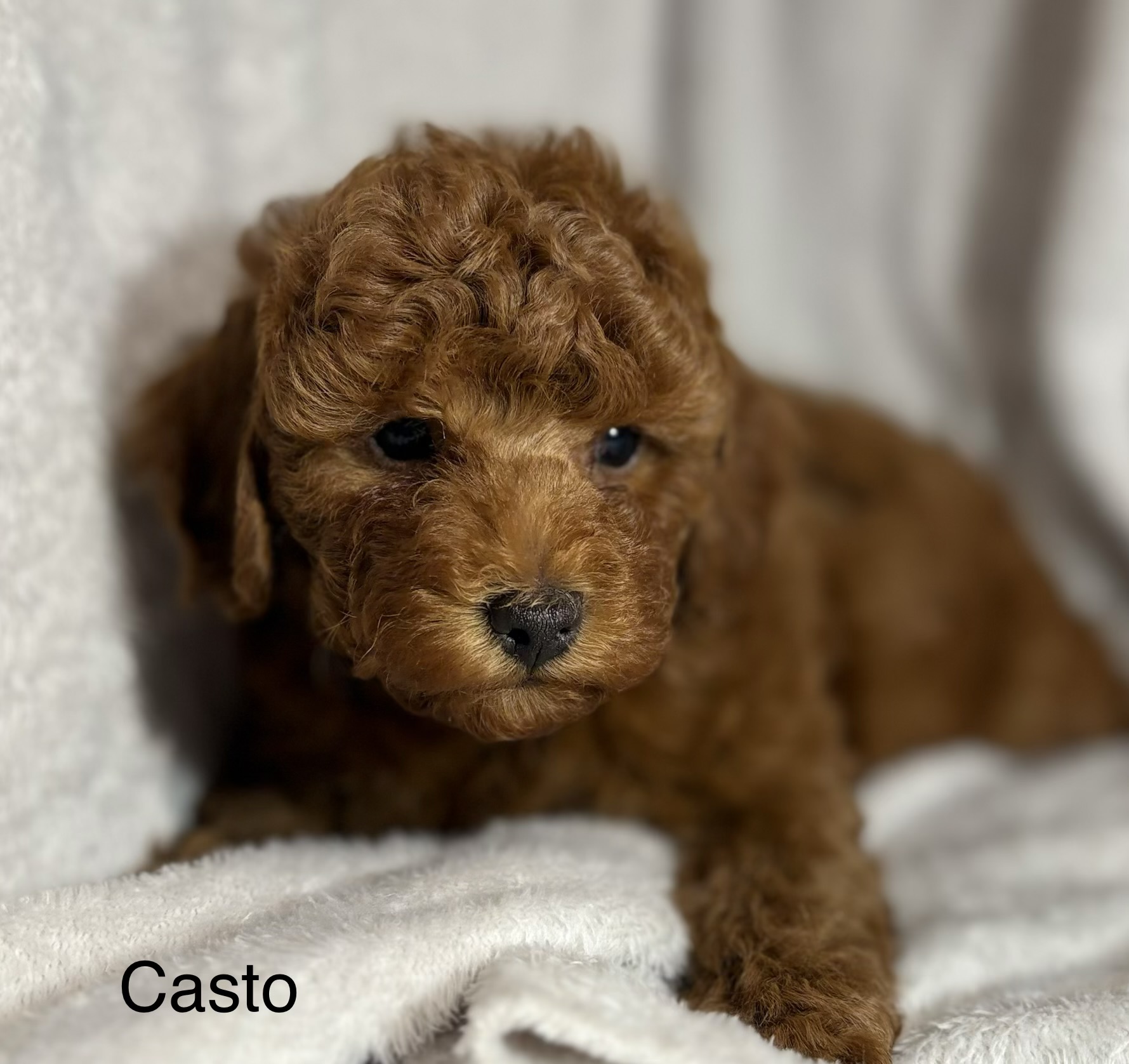 Casto - Red Male