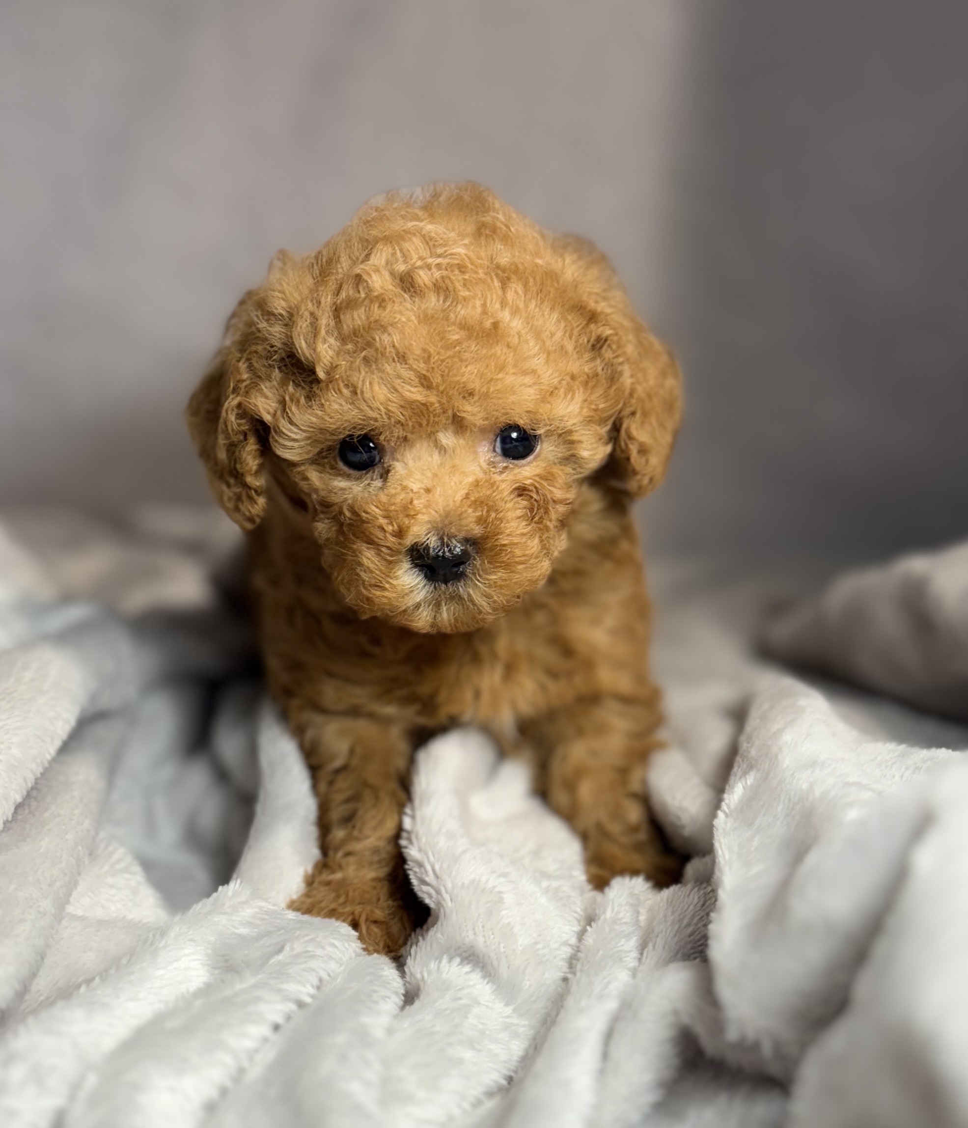 Theo Tcup Tiny Toy Poodle